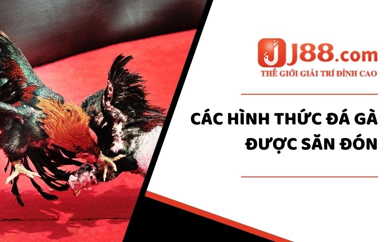 Các hình thức đá gà được săn đón