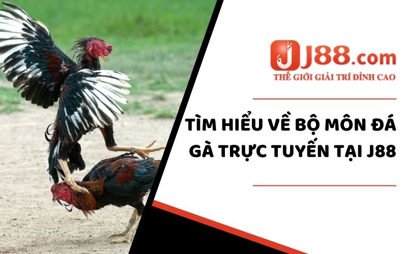 Tìm hiểu về bộ môn đá gà trực tuyến tại J88