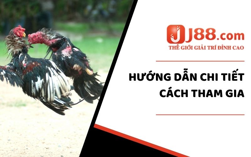 Hướng dẫn người chơi tham gia đá gà trực tuyến